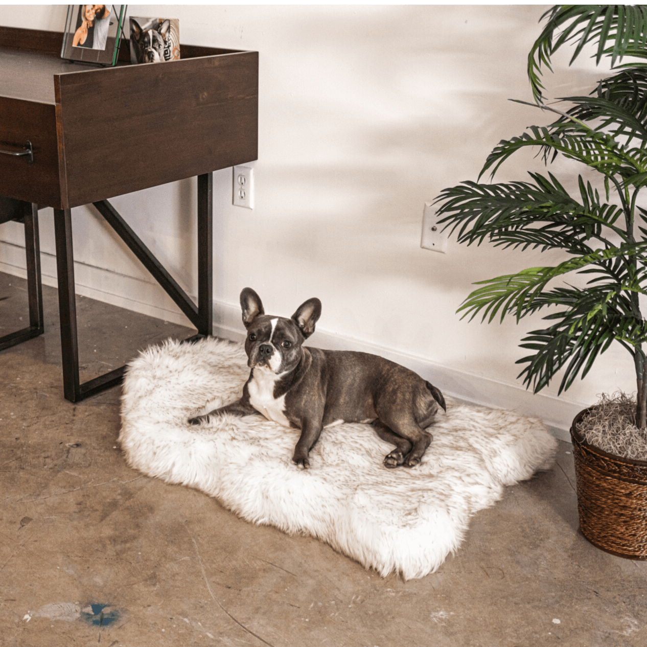 PupRug by Paw.com™ Faux Fur Orthopedic Dog Bed - Curve White with Brown Accents - Angler's Pro Tackle & Outdoors