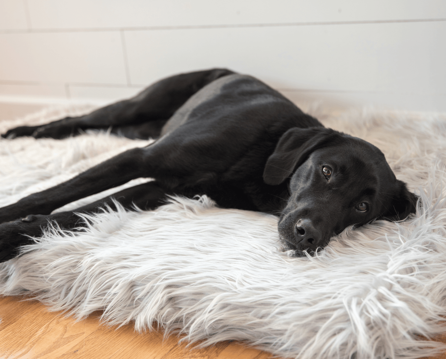 PupRug by Paw.com™ Faux Fur Orthopedic Dog Bed - Rectangle Grey - Angler's Pro Tackle & Outdoors