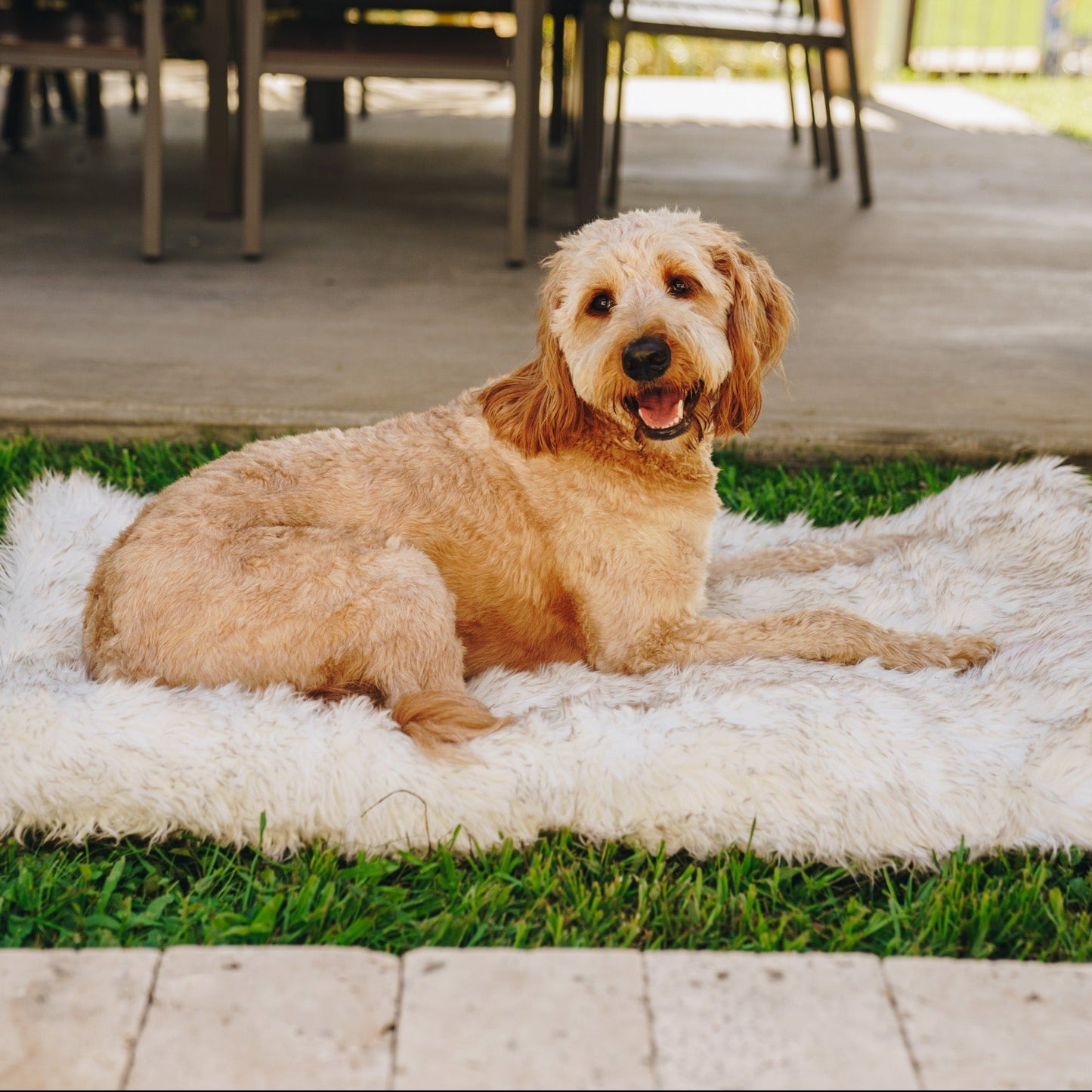 PupRug by Paw.com™ Portable Orthopedic Dog Bed - White with Brown Accents - Angler's Pro Tackle & Outdoors