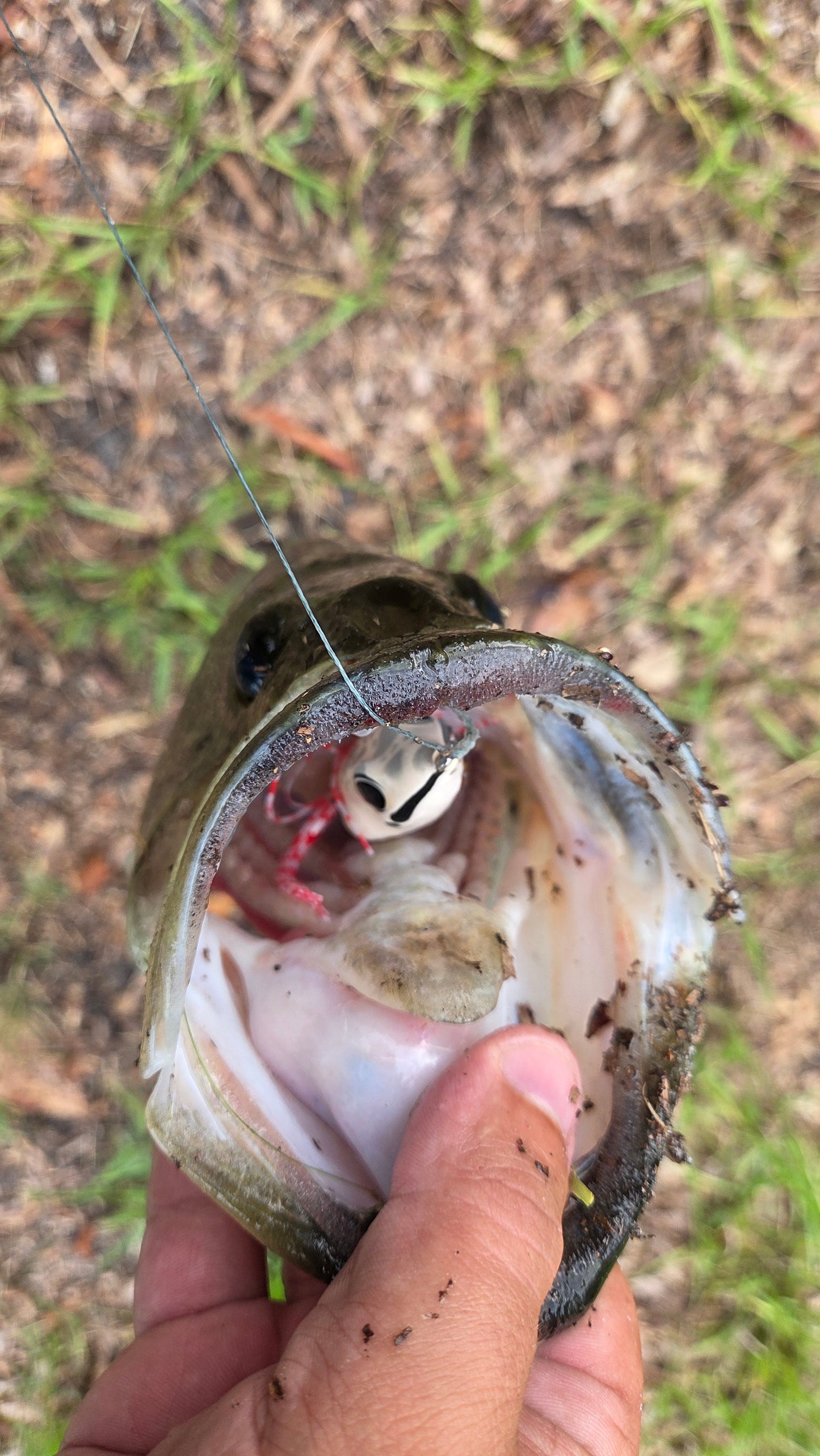 Invasive Lures Swamp Walker
