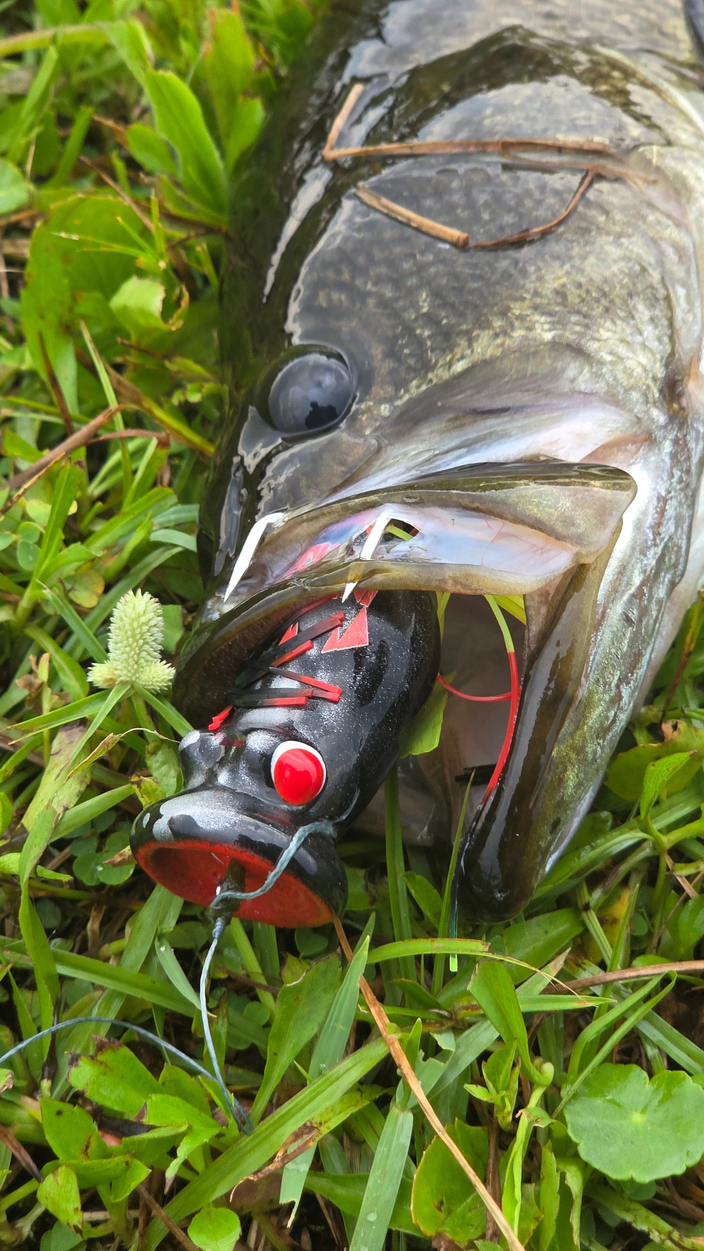 Invasive Lures CHUGGERKNOT