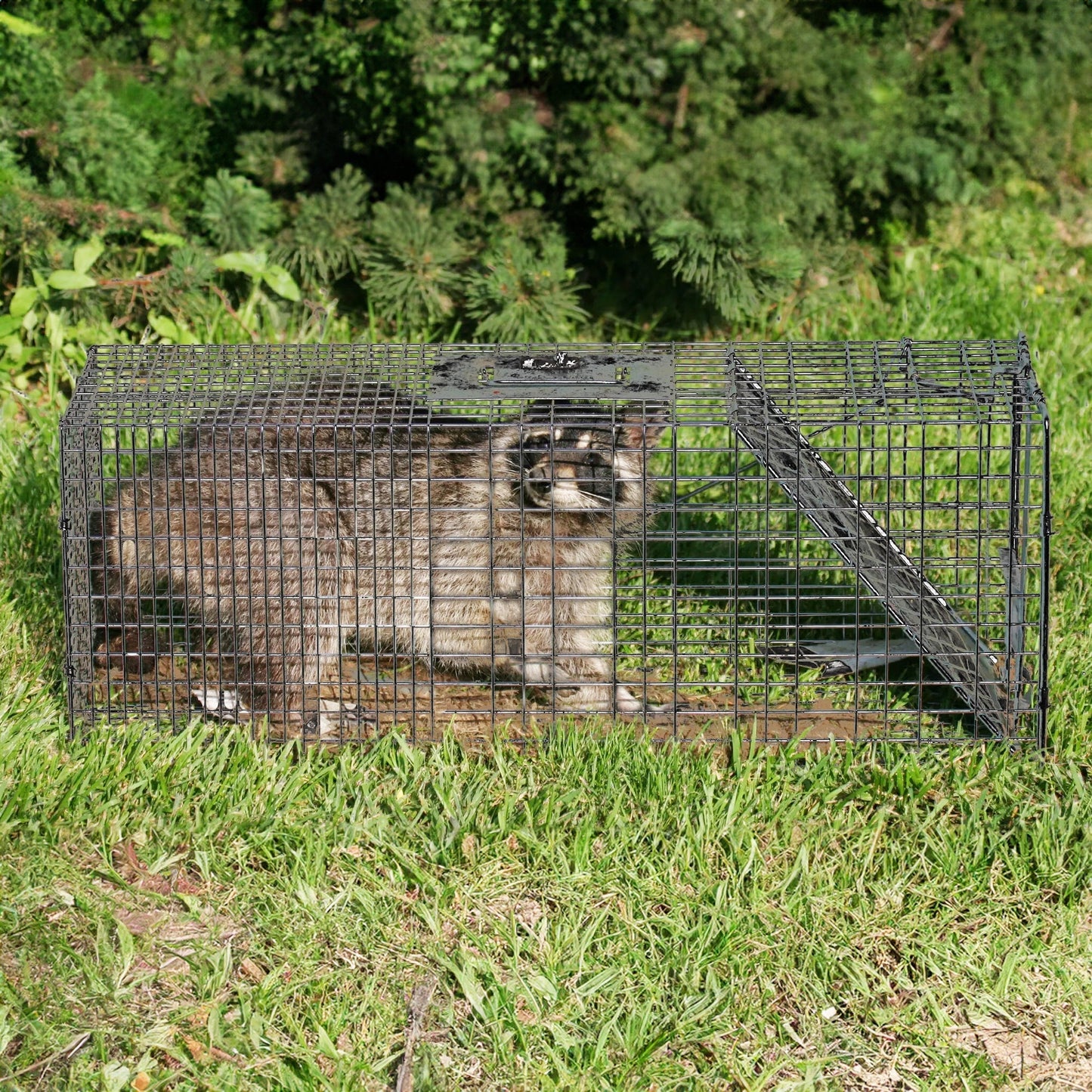 Rugged Ranch CatchMor Live Animal Multi Catch 2 Pack Trap, 1 Large & 1 Small - Angler's Pro Tackle & Outdoors