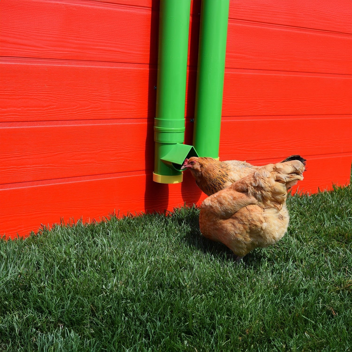 Rugged Ranch High End Hen Elevated 2 Gallon Poultry Waterer and Mounting System - Angler's Pro Tackle & Outdoors