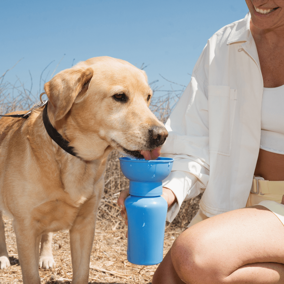 Springland Pets 20oz Flip Dog Travel Water Bottle - Angler's Pro Tackle & Outdoors