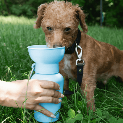 Springland Pets 20oz Flip Dog Travel Water Bottle - Angler's Pro Tackle & Outdoors