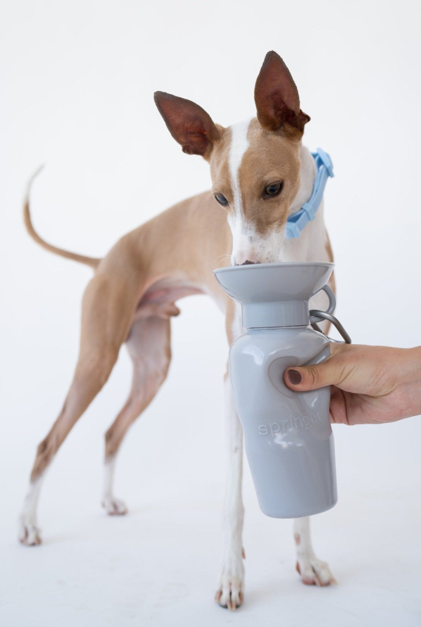 Springland Pets 22oz Original Dog Travel Water Bottle - Angler's Pro Tackle & Outdoors