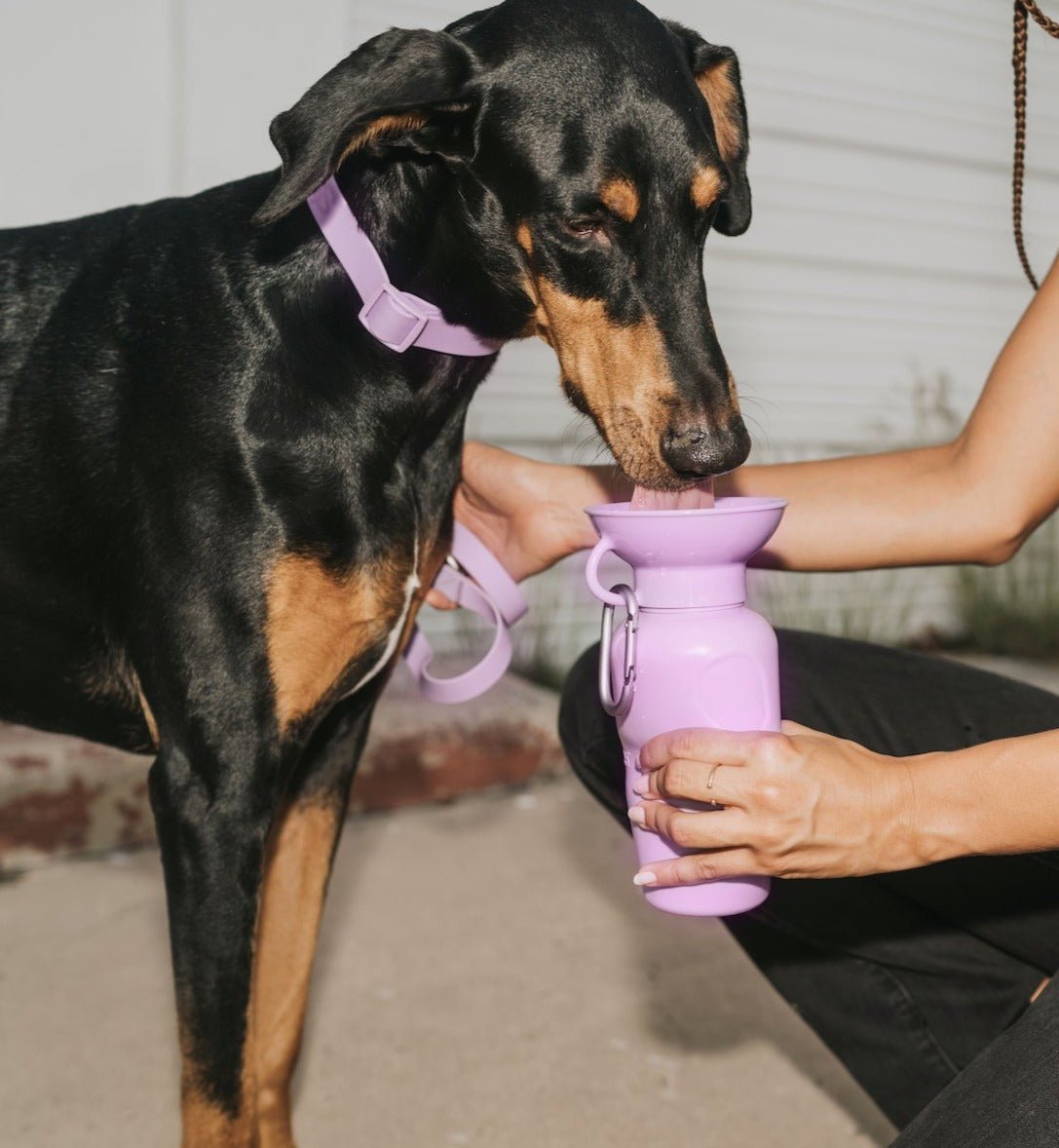 Springland Pets 22oz Original Dog Travel Water Bottle - Angler's Pro Tackle & Outdoors