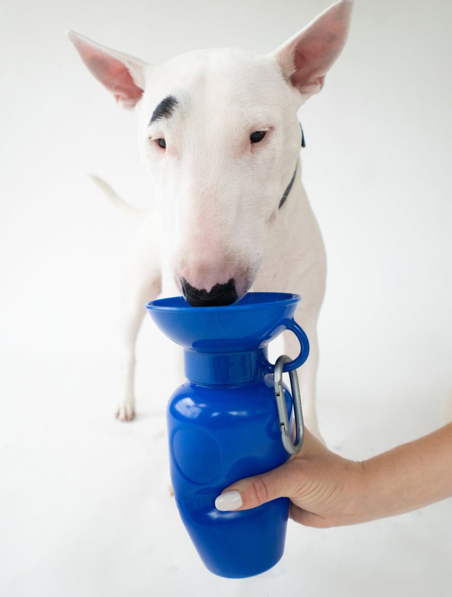 Springland Pets 22oz Original Dog Travel Water Bottle - Angler's Pro Tackle & Outdoors