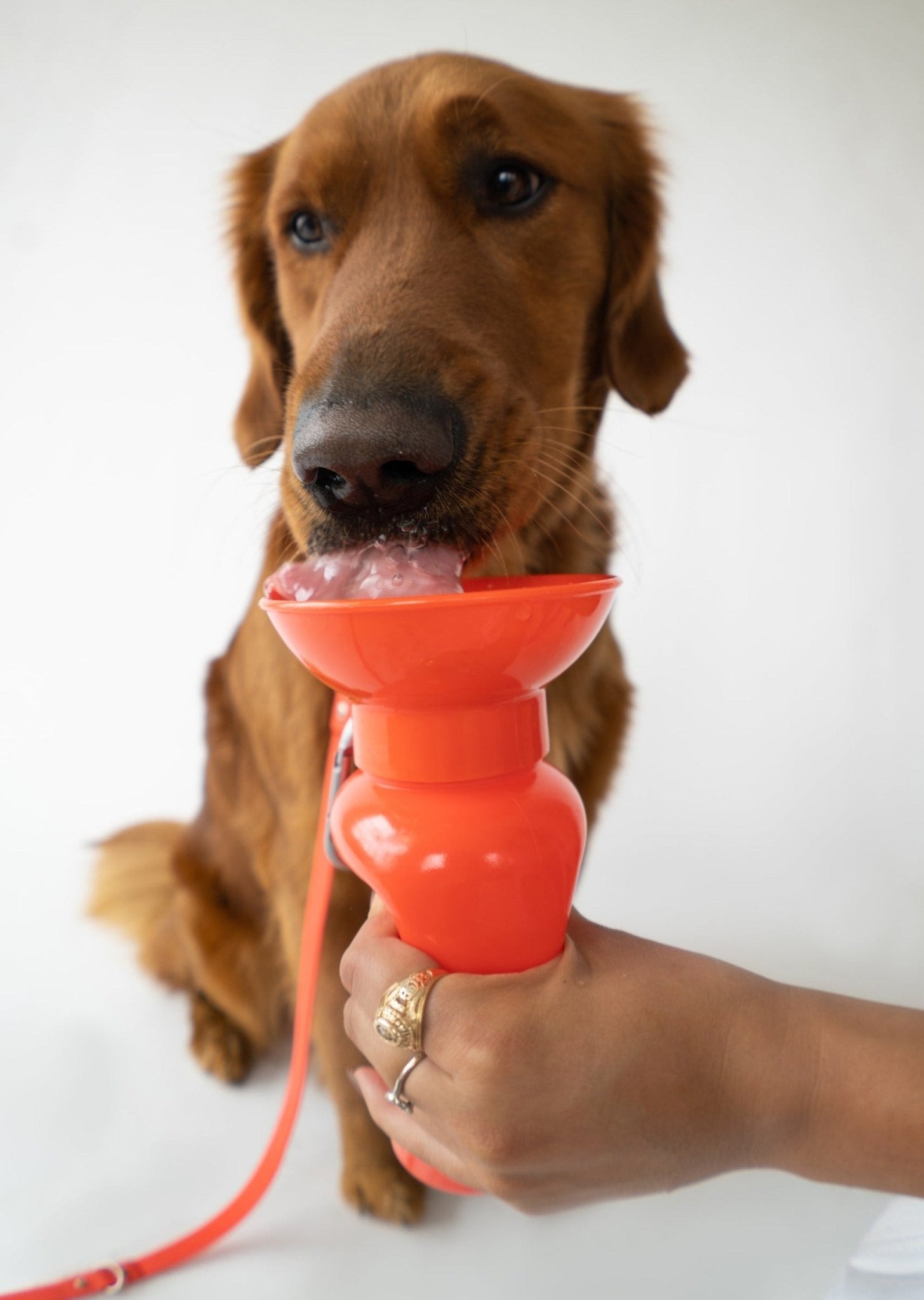 Springland Pets 22oz Original Dog Travel Water Bottle - Angler's Pro Tackle & Outdoors