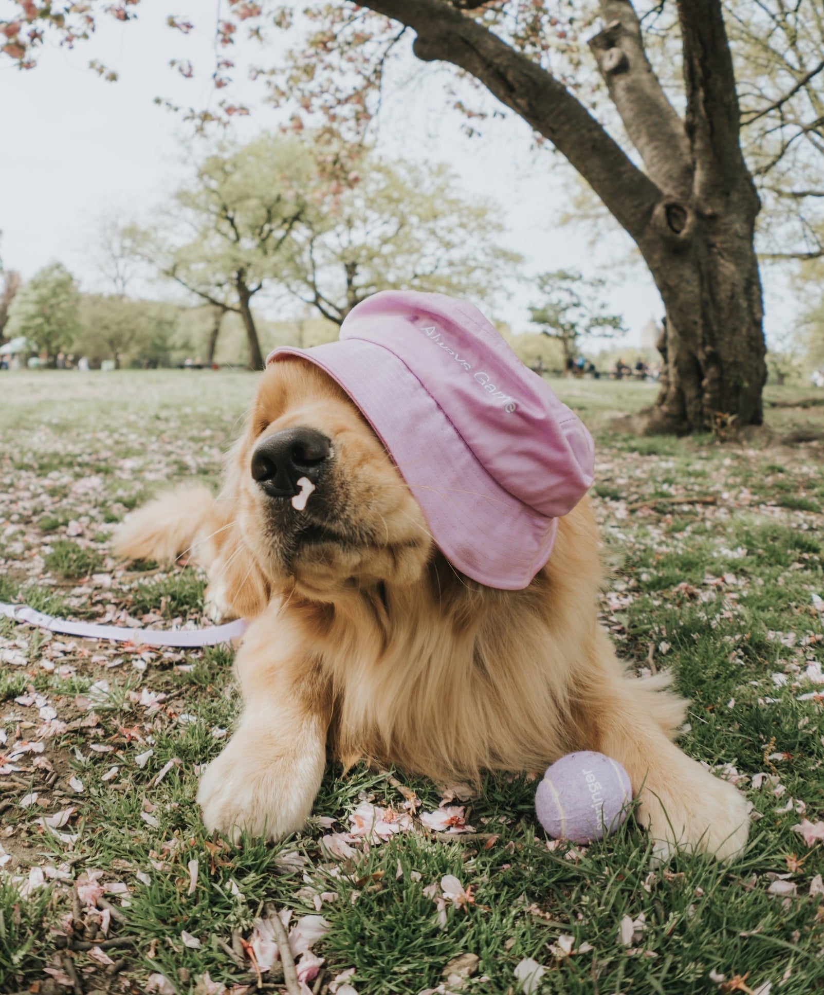 Springland Pets Always Game Bucket Hat - Angler's Pro Tackle & Outdoors