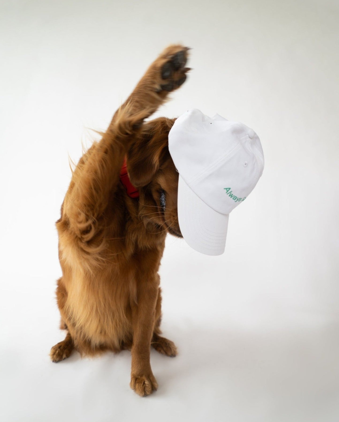 Springland Pets Always Game Dad Cap - Angler's Pro Tackle & Outdoors