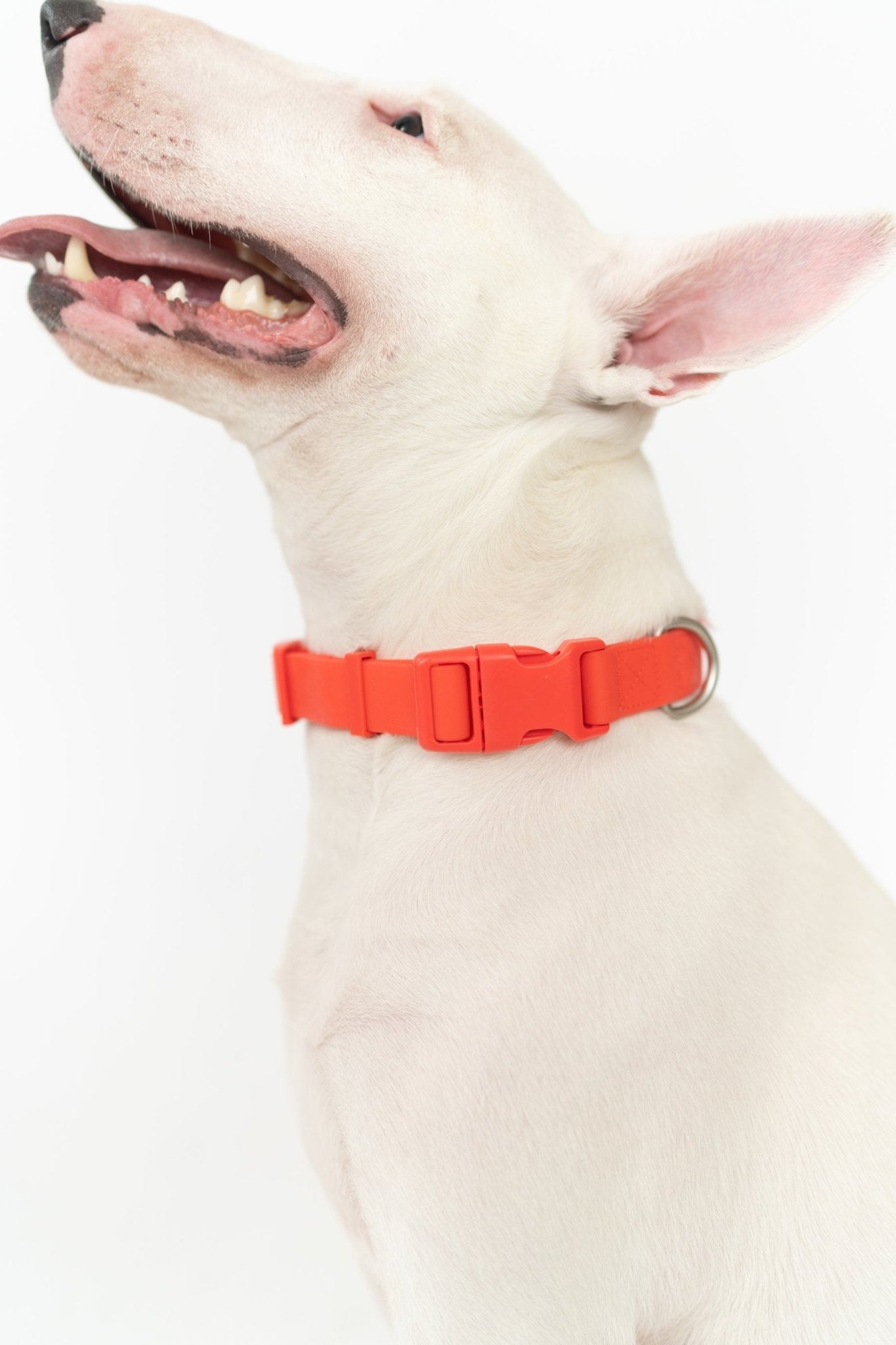 Springland Pets Original Waterproof Dog Collar - Angler's Pro Tackle & Outdoors