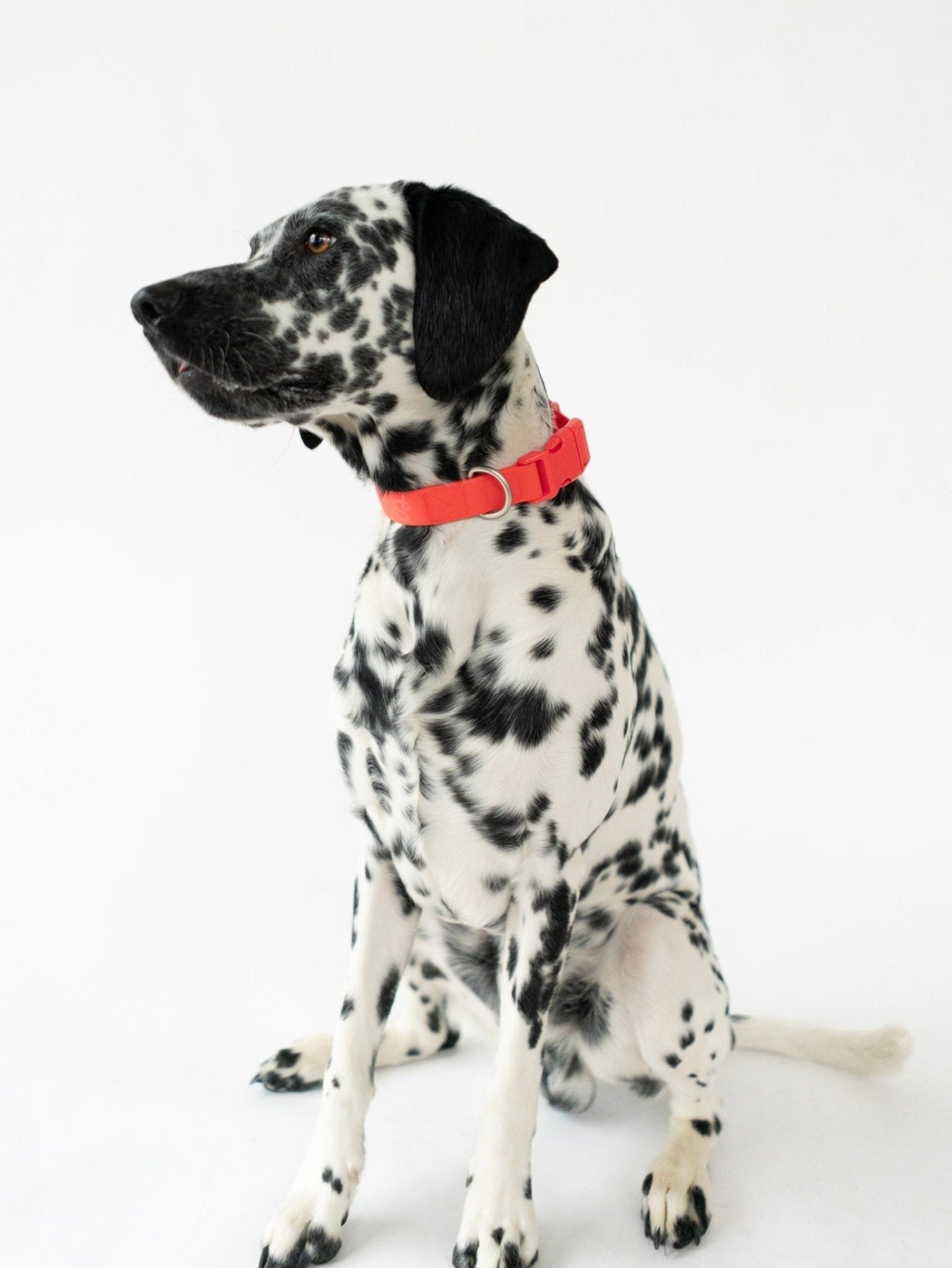 Springland Pets Original Waterproof Dog Collar - Angler's Pro Tackle & Outdoors