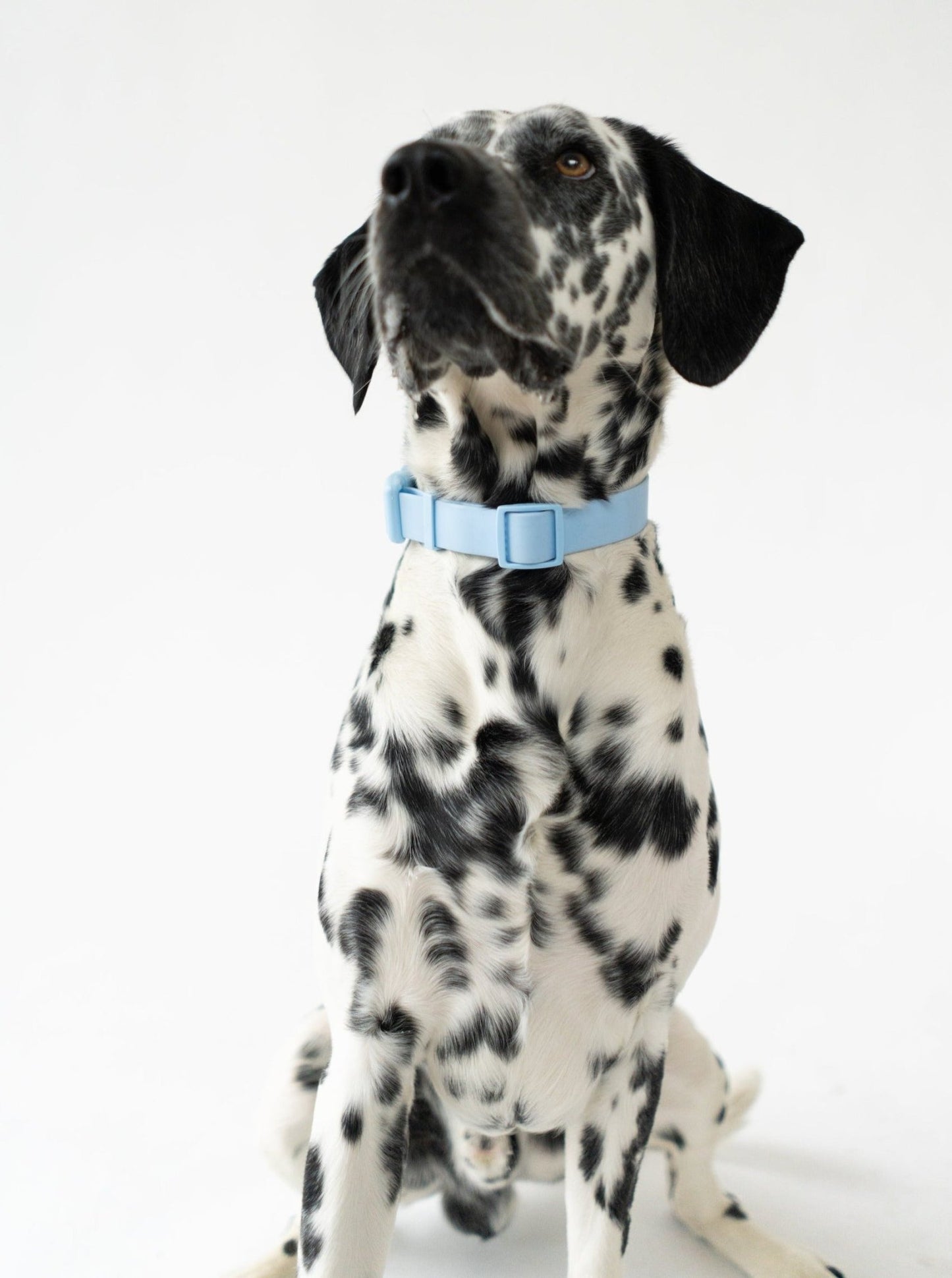 Springland Pets Original Waterproof Dog Collar - Angler's Pro Tackle & Outdoors