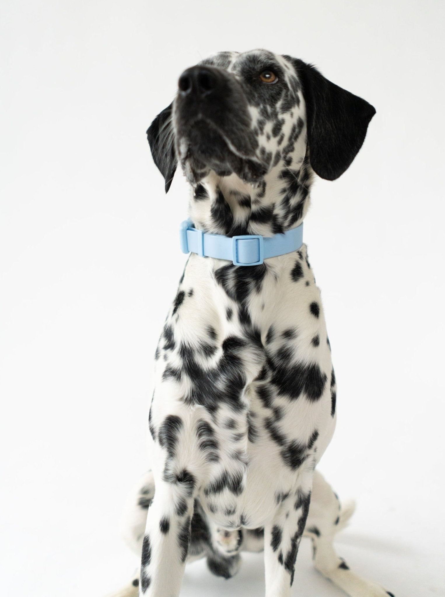 Springland Pets Original Waterproof Dog Collar - Angler's Pro Tackle & Outdoors