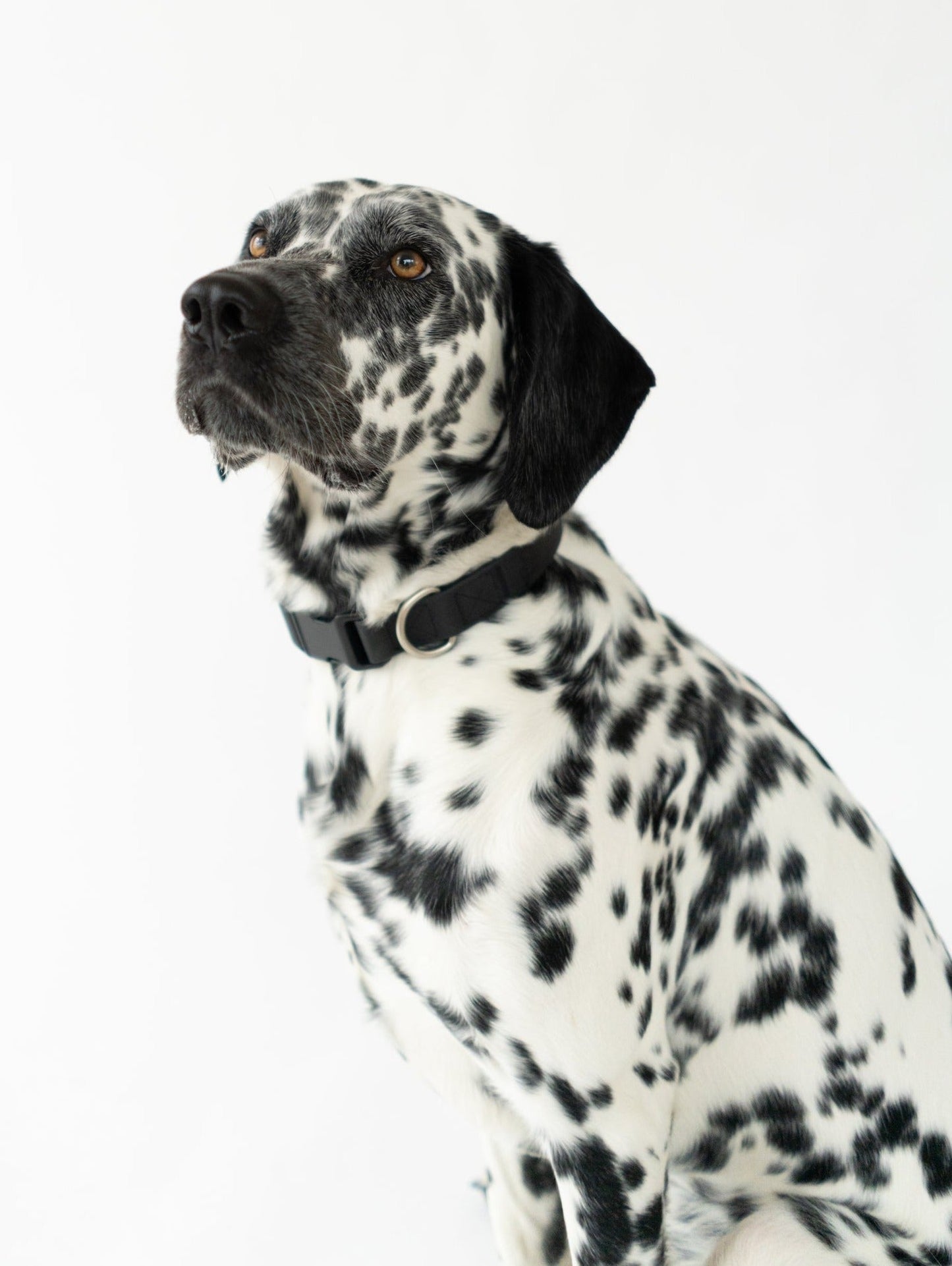 Springland Pets Original Waterproof Dog Collar - Angler's Pro Tackle & Outdoors