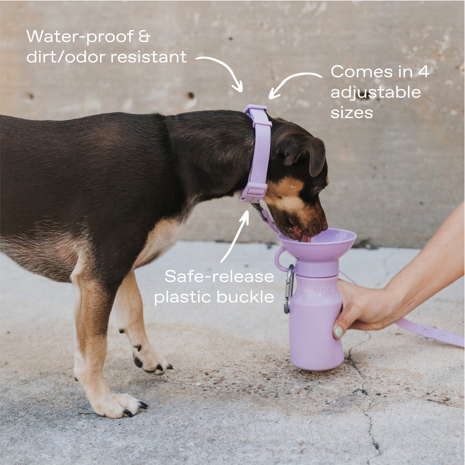 Springland Pets Original Waterproof Dog Collar - Angler's Pro Tackle & Outdoors