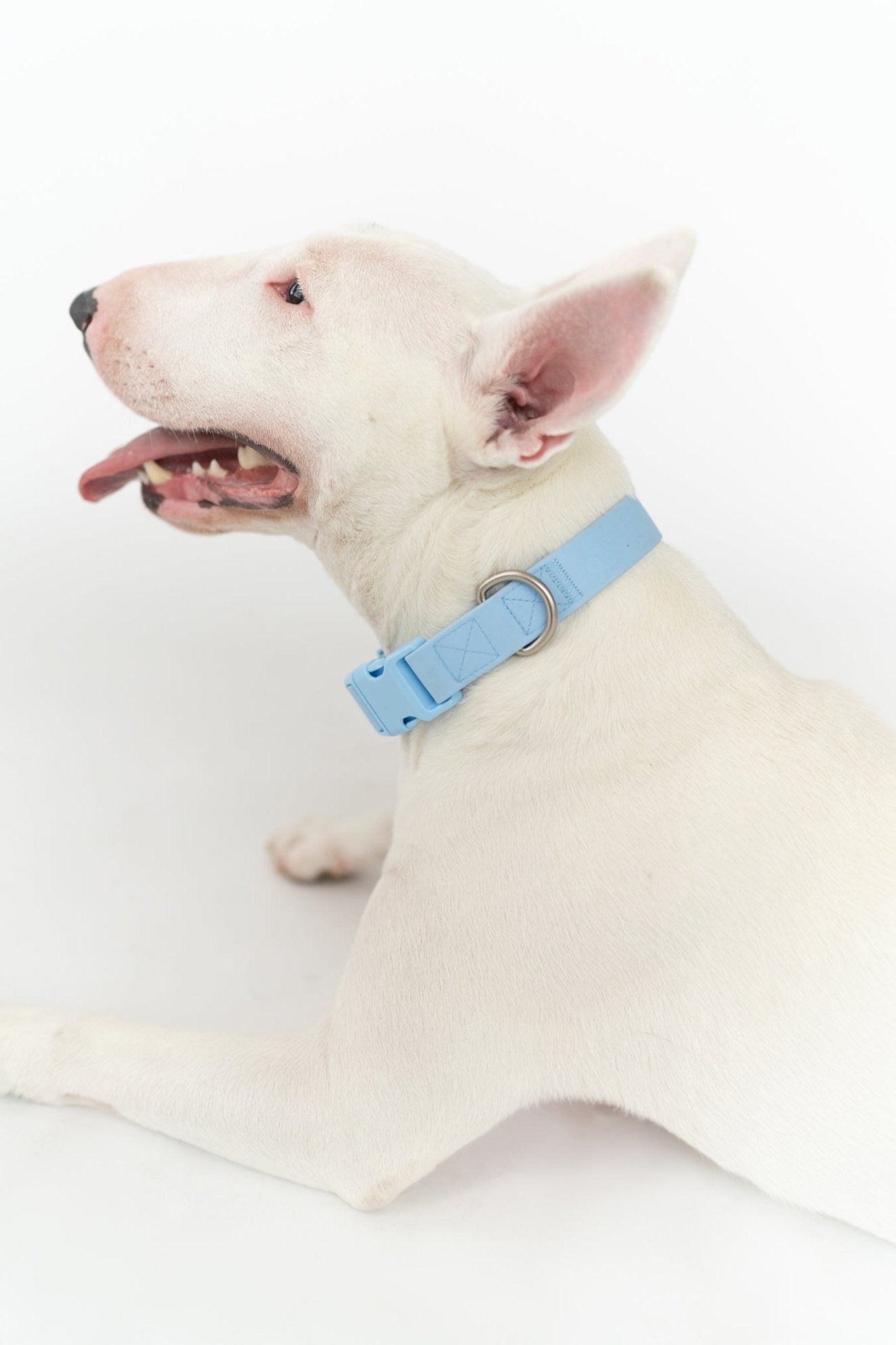 Springland Pets Original Waterproof Dog Collar - Angler's Pro Tackle & Outdoors
