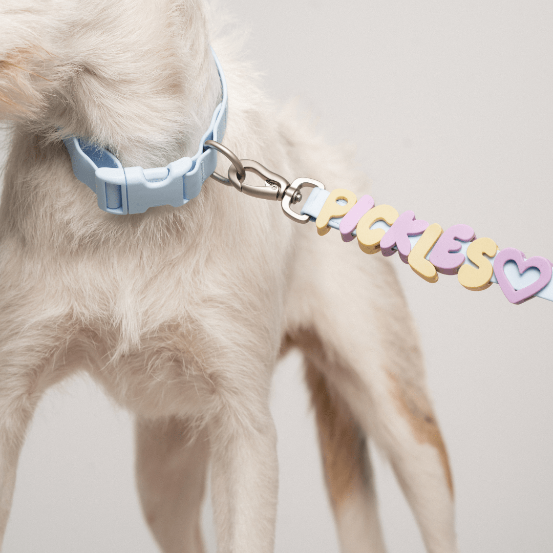 Springland Pets Waterproof Dog Collar - Angler's Pro Tackle & Outdoors