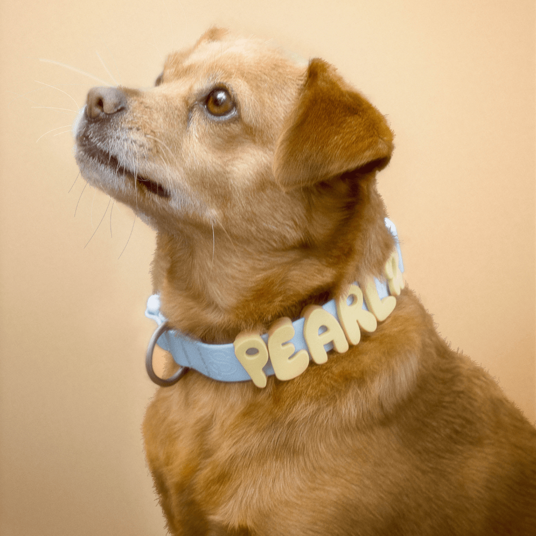 Springland Pets Waterproof Dog Collar - Angler's Pro Tackle & Outdoors