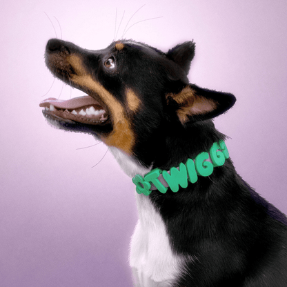 Springland Pets Waterproof Dog Collar - Angler's Pro Tackle & Outdoors