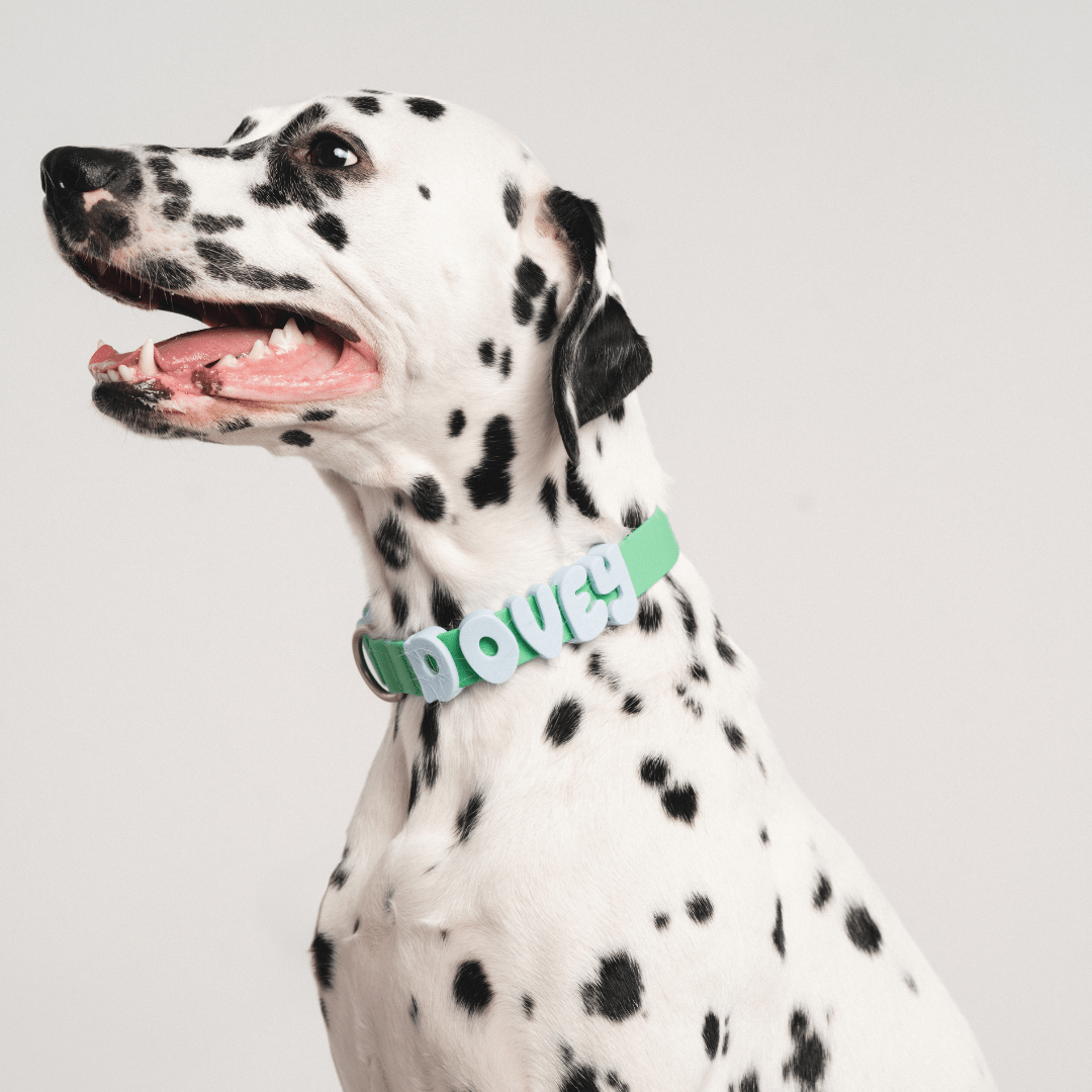 Springland Pets Waterproof Dog Collar - Angler's Pro Tackle & Outdoors
