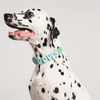 Springland Pets Waterproof Dog Collar - Angler's Pro Tackle & Outdoors