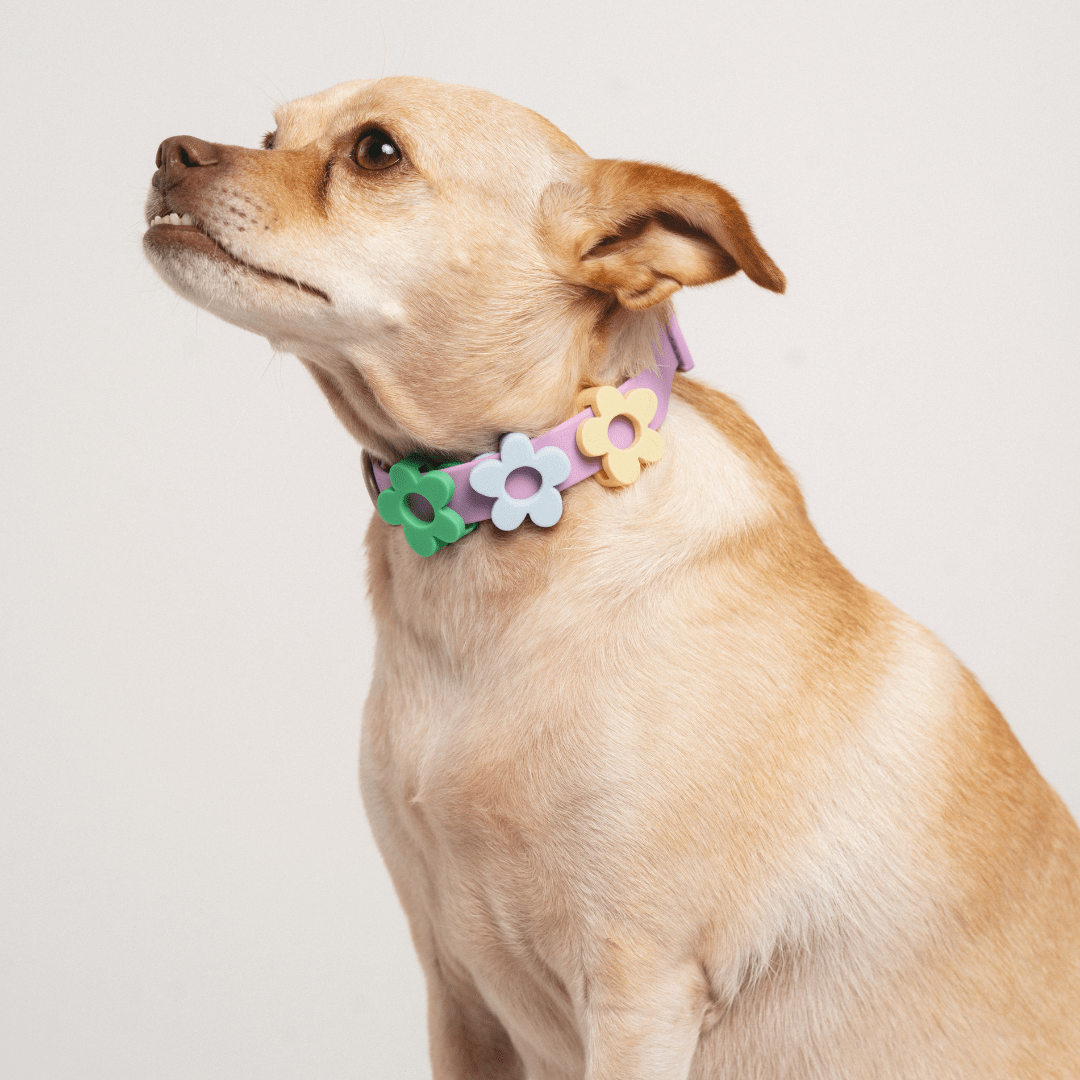 Springland Pets Waterproof Dog Collar - Angler's Pro Tackle & Outdoors