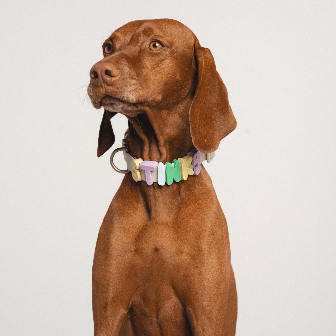Springland Pets Waterproof Dog Collar - Angler's Pro Tackle & Outdoors