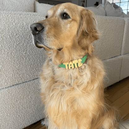 Springland Pets Waterproof Dog Collar - Angler's Pro Tackle & Outdoors