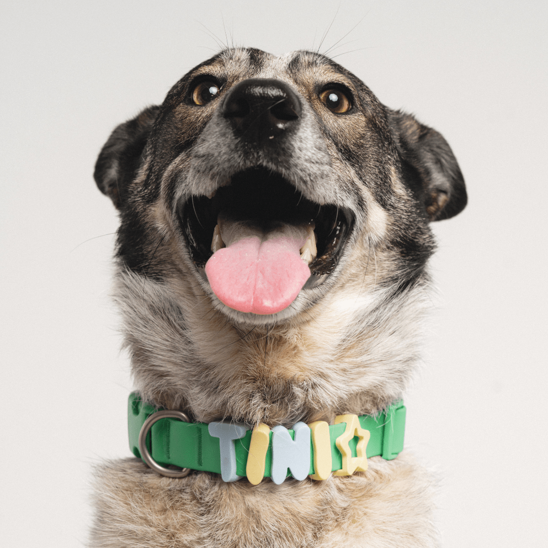 Springland Pets Waterproof Dog Collar - Angler's Pro Tackle & Outdoors