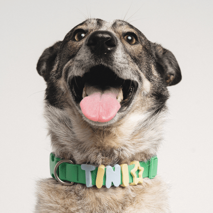Springland Pets Waterproof Dog Collar - Angler's Pro Tackle & Outdoors