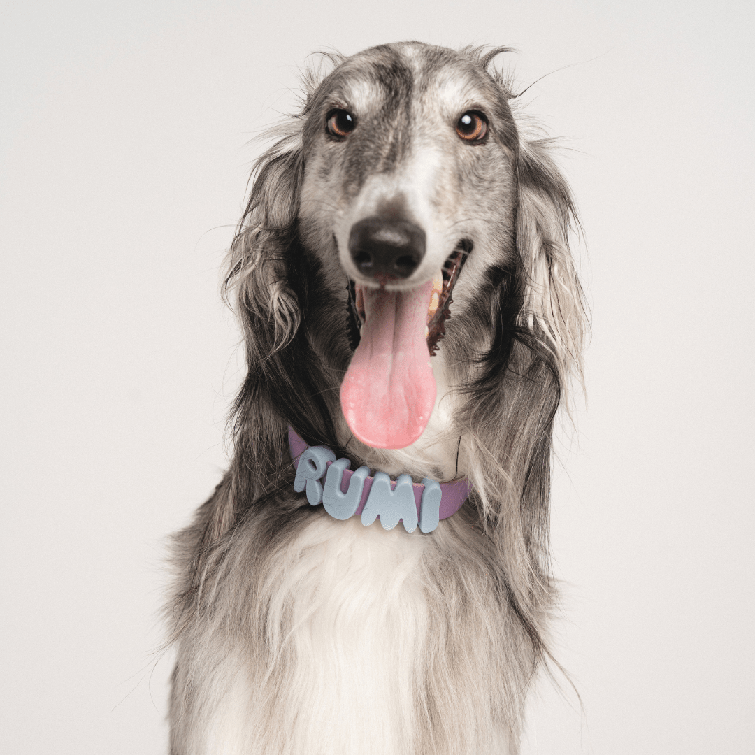 Springland Pets Waterproof Dog Collar - Angler's Pro Tackle & Outdoors