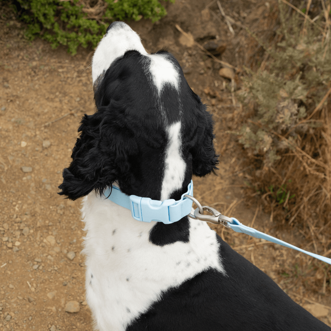 Springland Pets Waterproof Dog Collar - Angler's Pro Tackle & Outdoors