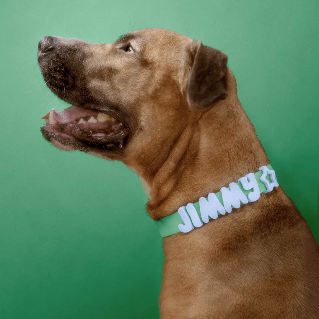 Springland Pets Waterproof Dog Collar - Angler's Pro Tackle & Outdoors