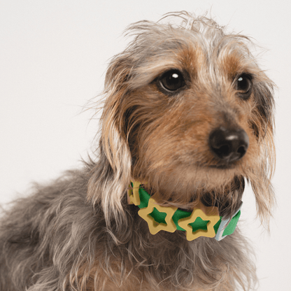 Springland Pets Waterproof Dog Collar - Angler's Pro Tackle & Outdoors