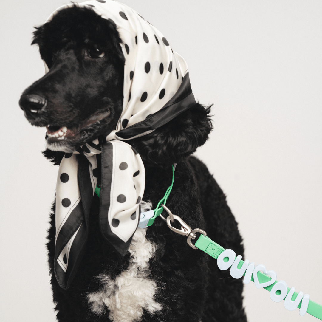 Springland Pets Waterproof Dog Leash - 5ft - Angler's Pro Tackle & Outdoors