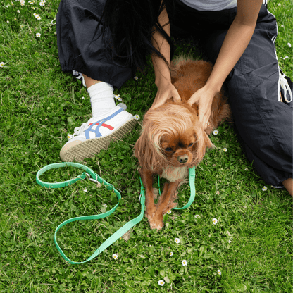 Springland Pets Waterproof Dog Leash - 5ft - Angler's Pro Tackle & Outdoors
