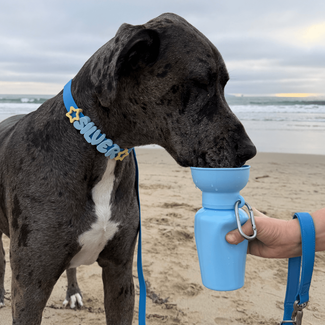 Springland Pets Waterproof Dog Leash - 5ft - Angler's Pro Tackle & Outdoors