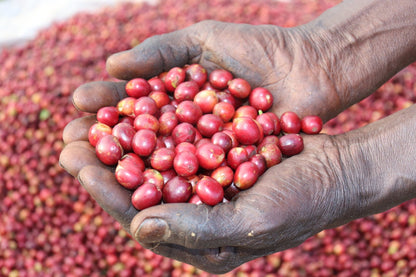 Superlost Coffee New Light - Angler's Pro Tackle & Outdoors