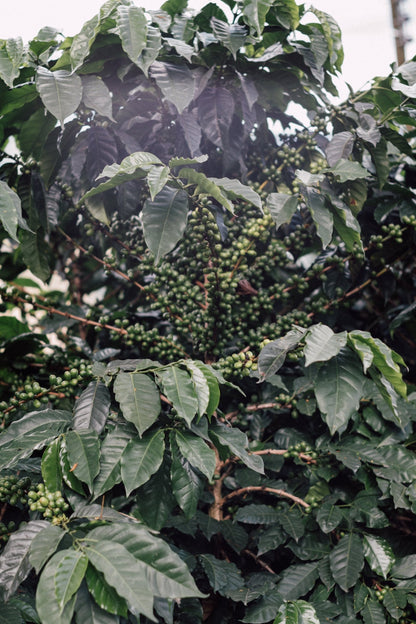 Superlost Coffee Solo Sabado - Angler's Pro Tackle & Outdoors