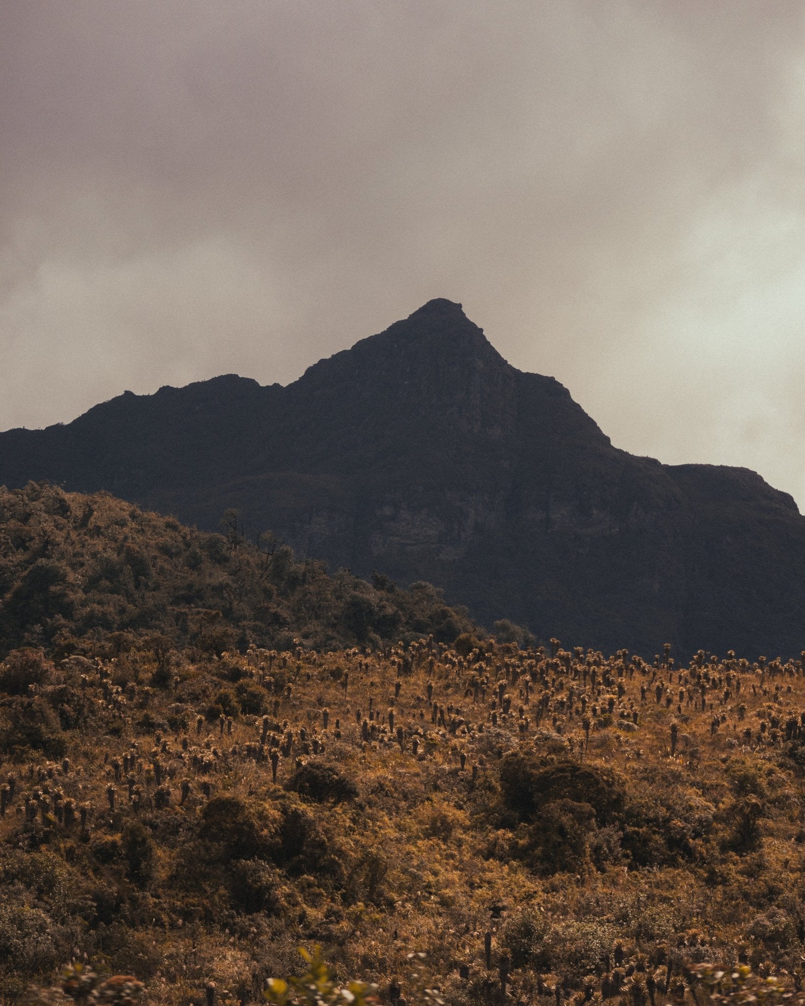 Superlost Coffee Solo Sabado - Angler's Pro Tackle & Outdoors