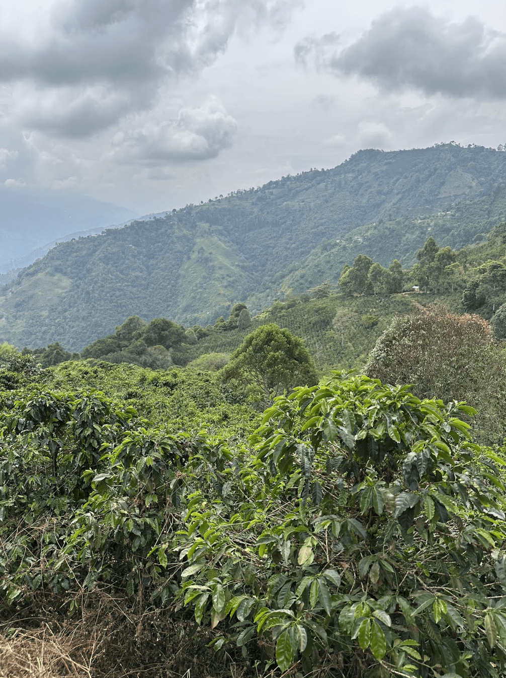 Superlost Coffee Supernatural - Angler's Pro Tackle & Outdoors