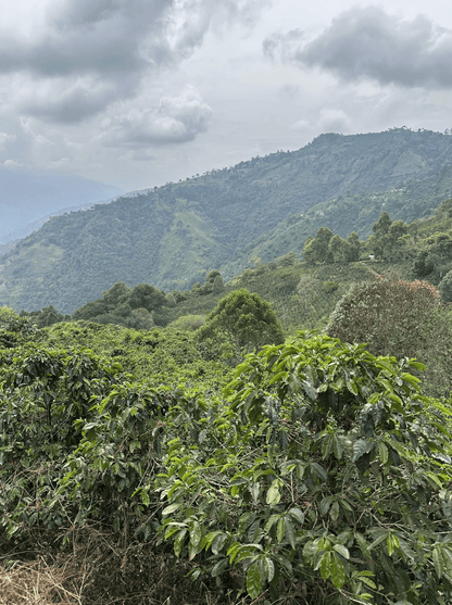 Superlost Coffee Supernatural - Angler's Pro Tackle & Outdoors