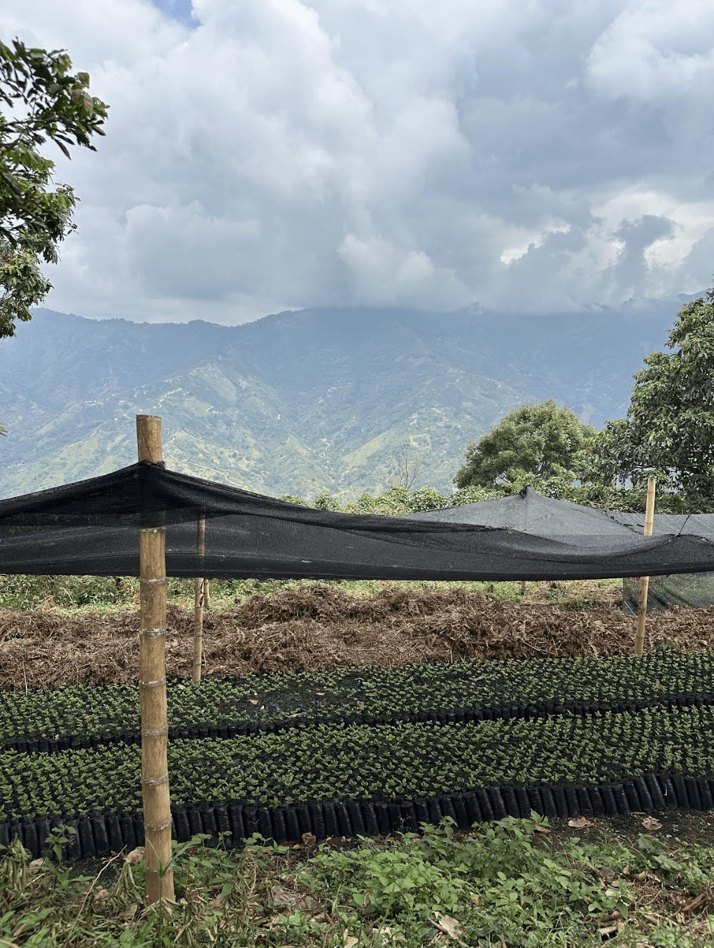 Superlost Coffee Supernatural - Angler's Pro Tackle & Outdoors