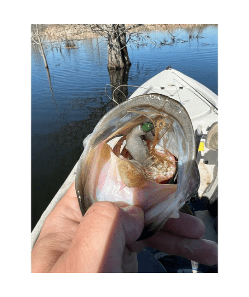 WM Bayou Techno Frog