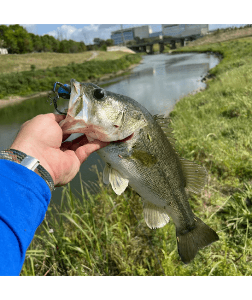 WM Bayou Techno Frog