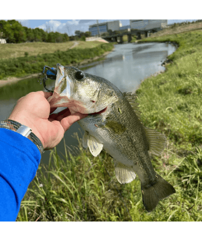 WM Bayou Techno Frog