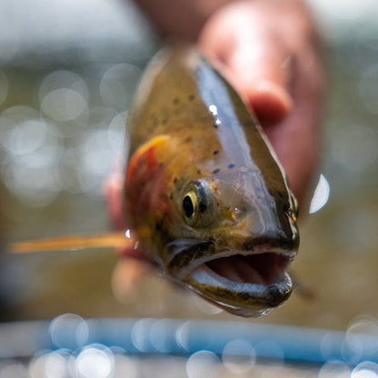 Tenkara Rod Co. Sierra - Angler's Pro Tackle & Outdoors