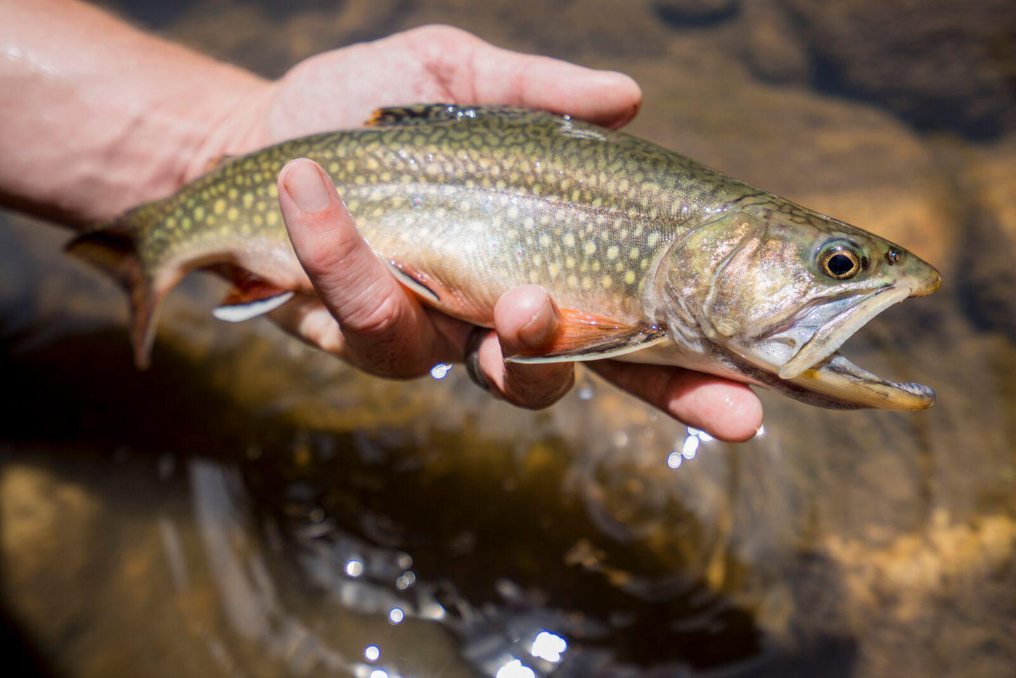 Tenkara Rod Co. Sierra - Angler's Pro Tackle & Outdoors